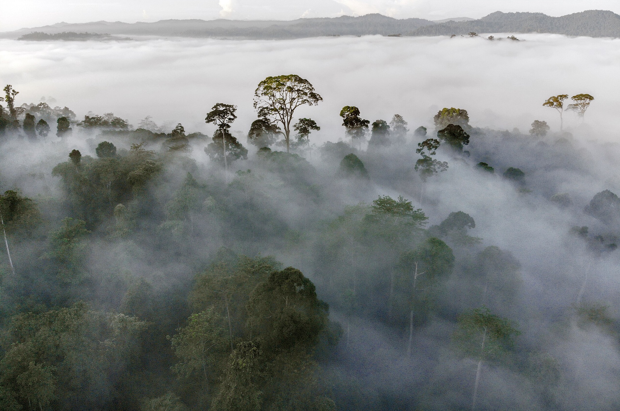 Mist condensing over rainforest